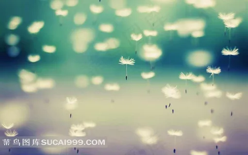 飞舞的蒲公英背景图