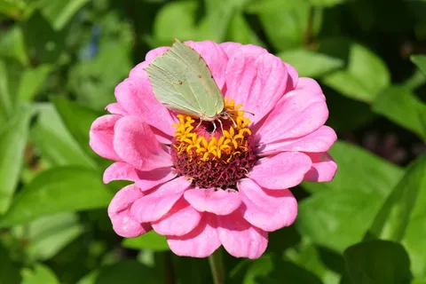 非洲菊微距图片 非洲菊微距图片