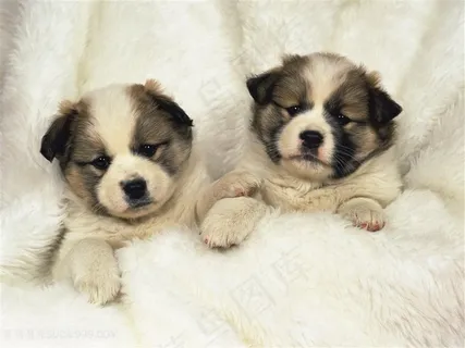 高清可爱毛毯里的小奶狗图片