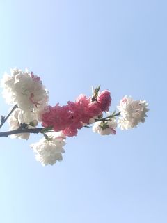 “赏花季”