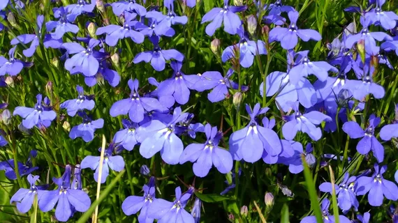 紫色半边莲鲜花图片 紫色半边莲鲜花图片