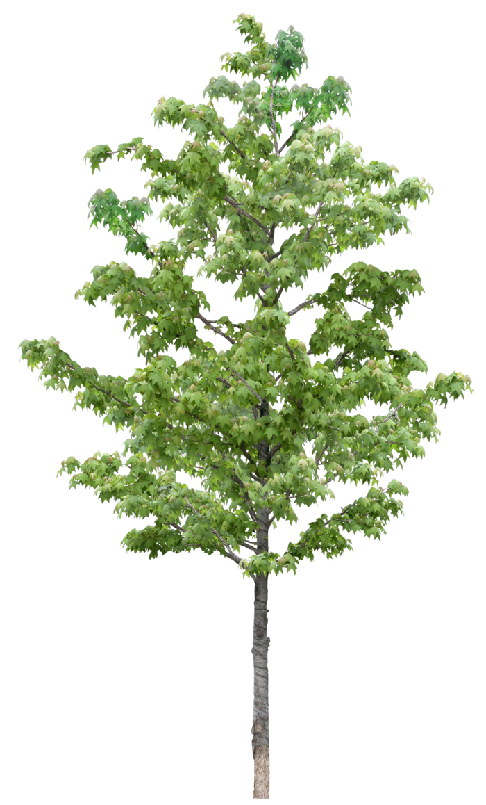 高清树木素材 免抠PSD植物素材 美术绘画园林贴图 树草灌木花草