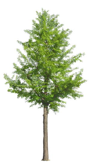 高清树木素材 免抠PSD植物素材 美术绘画园林贴图 树草灌木花草