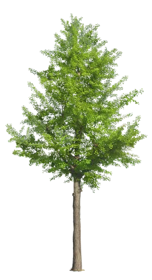 高清树木素材 免抠PSD植物素材 美术绘画园林贴图 树草灌木花草 高清树木素材 免抠PSD植物素材 美术绘画园林贴图 树草灌木花草
