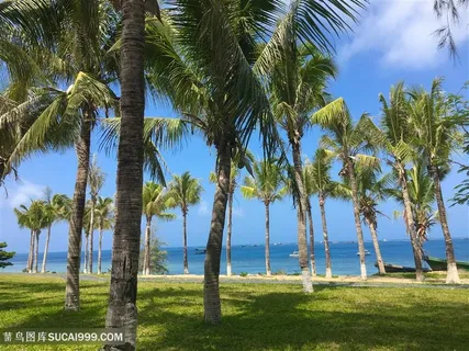 海南三亚椰子树