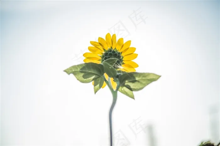 绽放的向日葵图