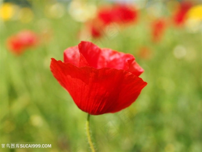 高清虞美人鲜花特写图片