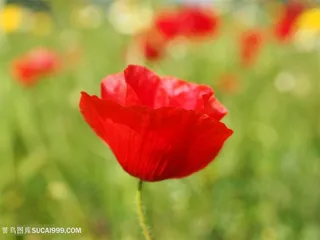高清虞美人鲜花特写图片