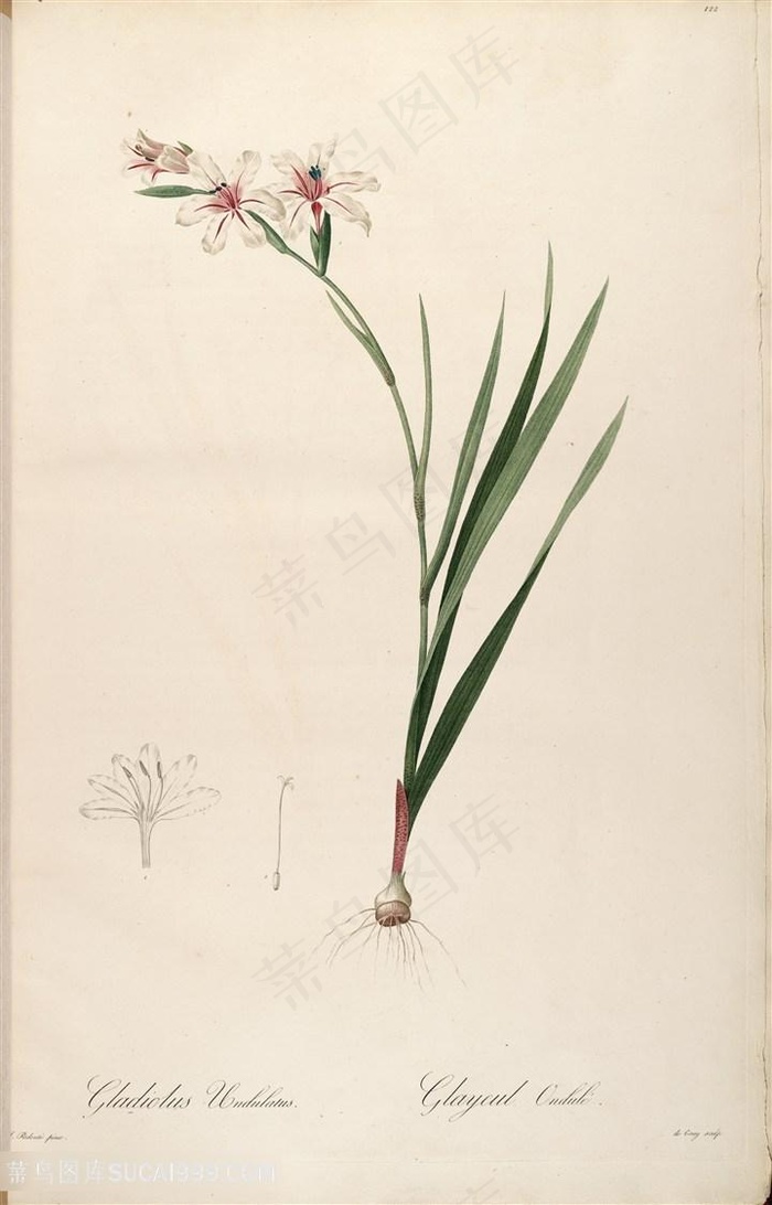 原版雷杜德高清花草图谱装饰画