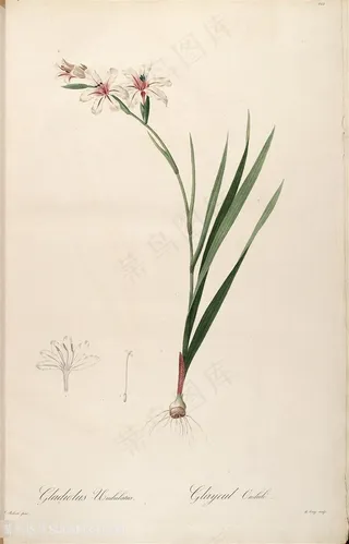 原版雷杜德高清花草图谱装饰画