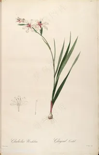 原版雷杜德高清花草图谱装饰画 原版雷杜德高清花草图谱装饰画
