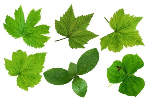 绿叶图片 PNG免抠