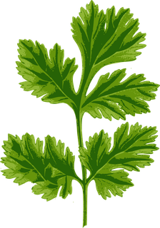 香菜 烹饪 美食 食物 草本植物 叶子 植物年货 新年