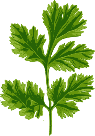 香菜 烹饪 美食 食物 草本植物 叶子 植物年货 新年