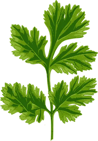 香菜 烹饪 美食 食物 草本植物 叶子 植物年货 新年