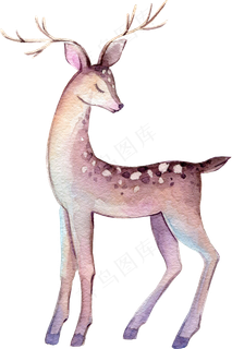 水彩插画-小鹿3