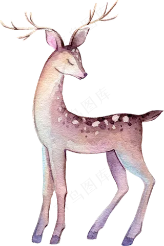 水彩插画-小鹿3