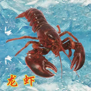 海水背景中的大龙虾