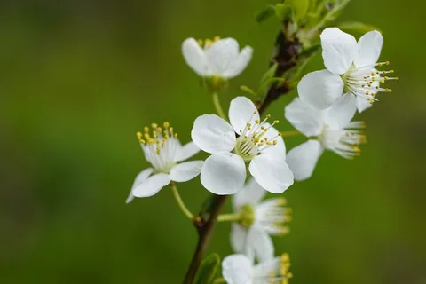 白色的花树枝杈绿叶纯洁 白色的花树枝杈绿叶纯洁
