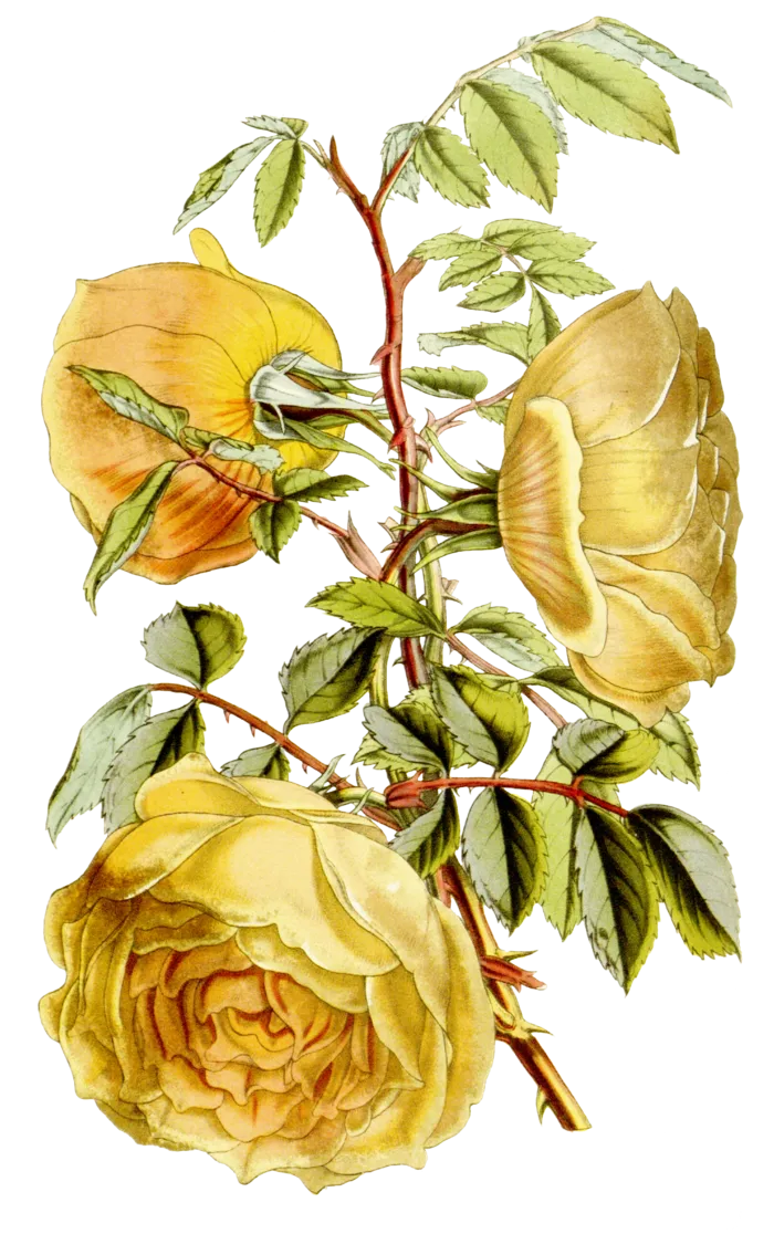 复古手绘植物花卉插画 免抠