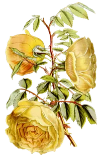 复古手绘植物花卉插画 免抠 复古手绘植物花卉插画 免抠