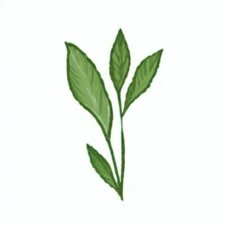 一小枝树叶png免抠