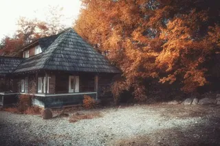 丛林中的木屋