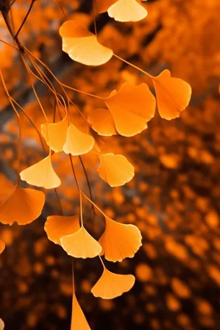 简约风摄影秋叶金黄色背景5