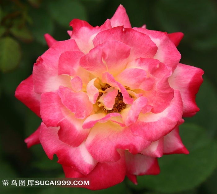 粉色玫瑰花摄影