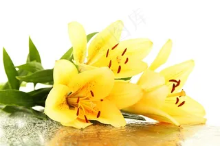 高清黄色百合花