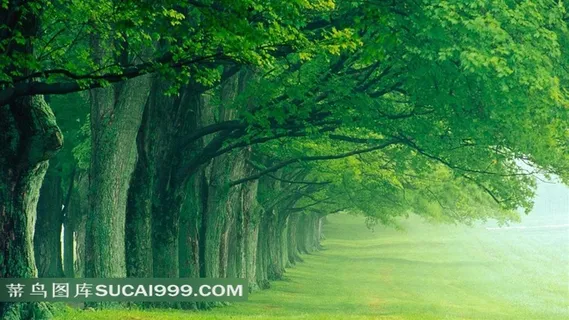 树林风光风景图片