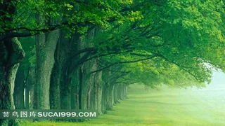 树林风光风景图片