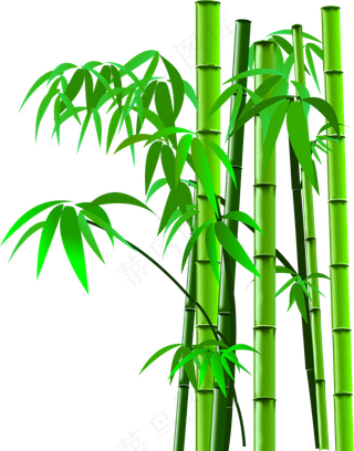 免抠实物竹子摄影图透明图层