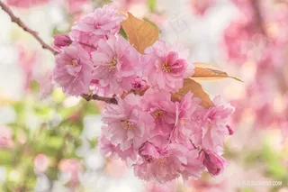 一束粉色樱花特写摄影图