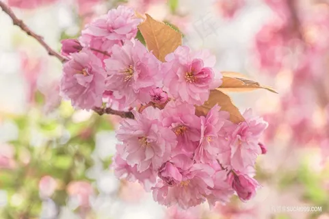 一束粉色樱花特写摄影图 一束粉色樱花特写摄影图