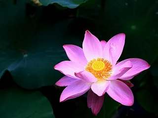 美丽的荷花写真