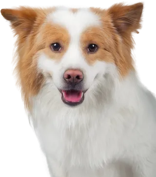 免扣素材实物狗狗摄影