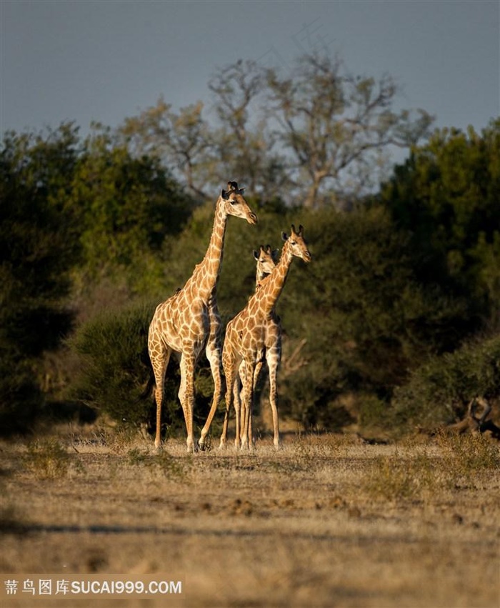 唯美野生动物三头长颈鹿图片