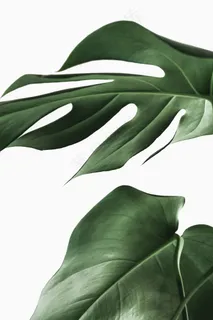 绿色大片植物叶子图片 绿色大片植物叶子图片