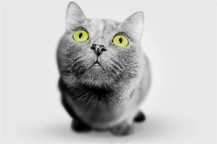 黑色的小猫咪