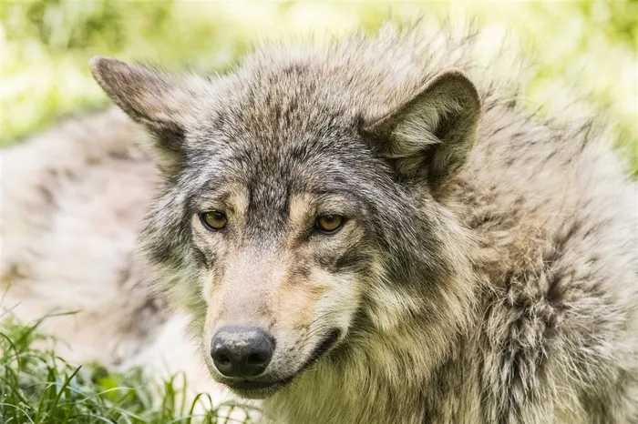 财狼图片高清特写