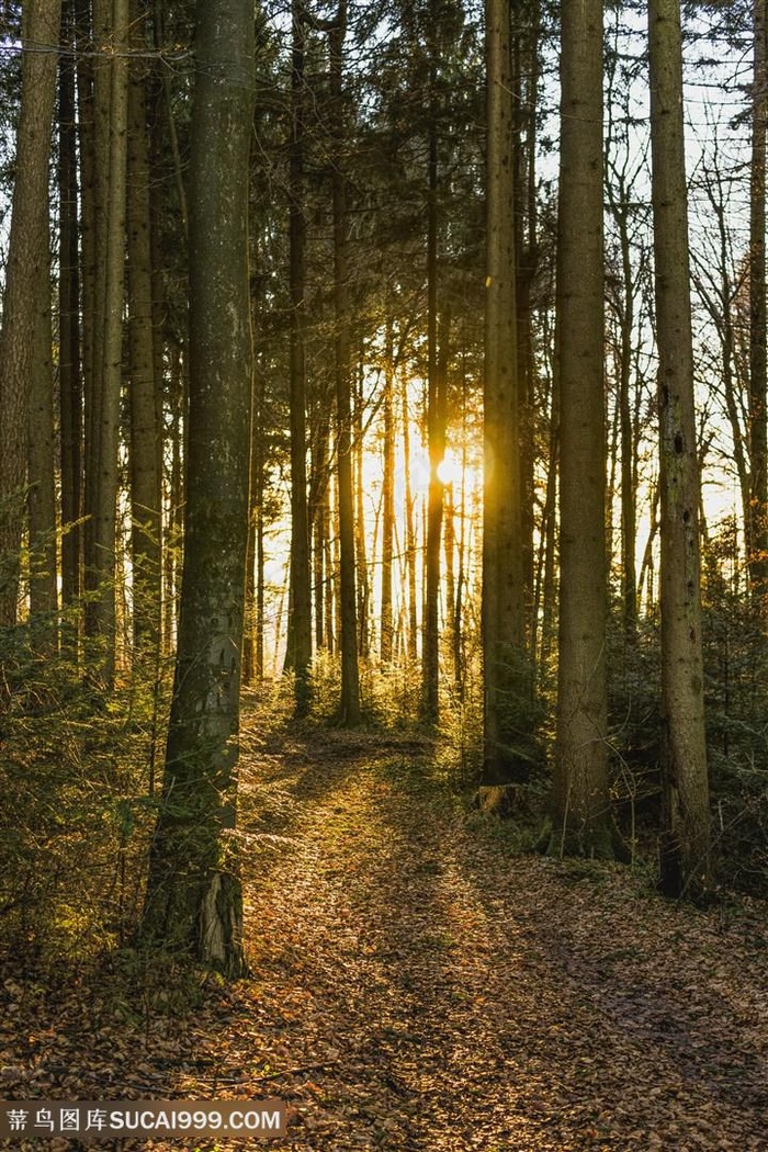 夕阳中的森林图片