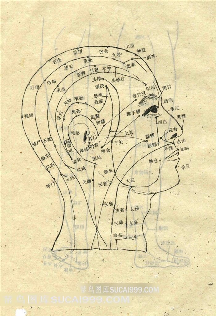头颈部输穴主治示意图