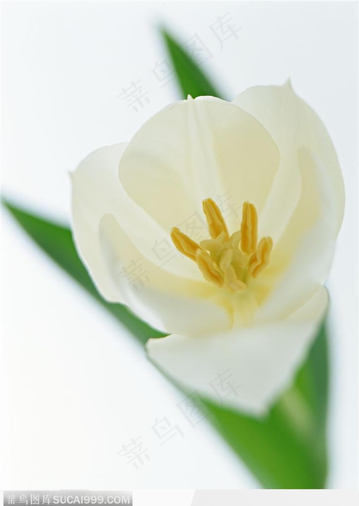 花的彩绘-漂亮的郁金香