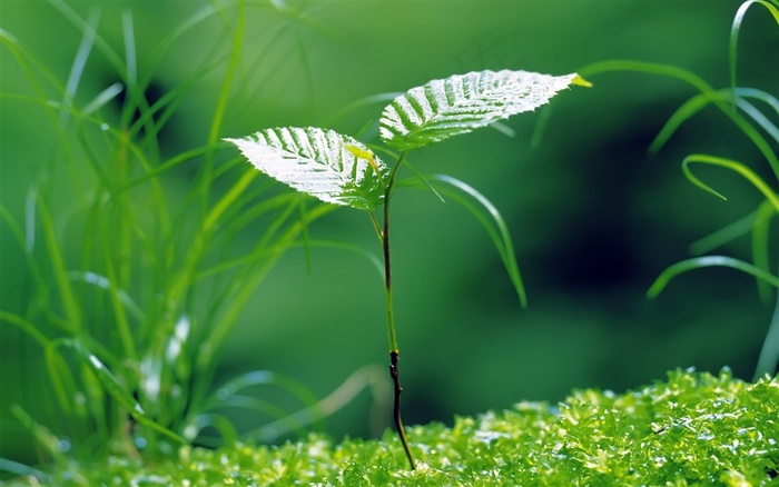 绿色树叶清新植物小苗背景