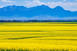 春天里的油菜花田摄影图