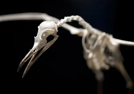 动物骨骼骨头图