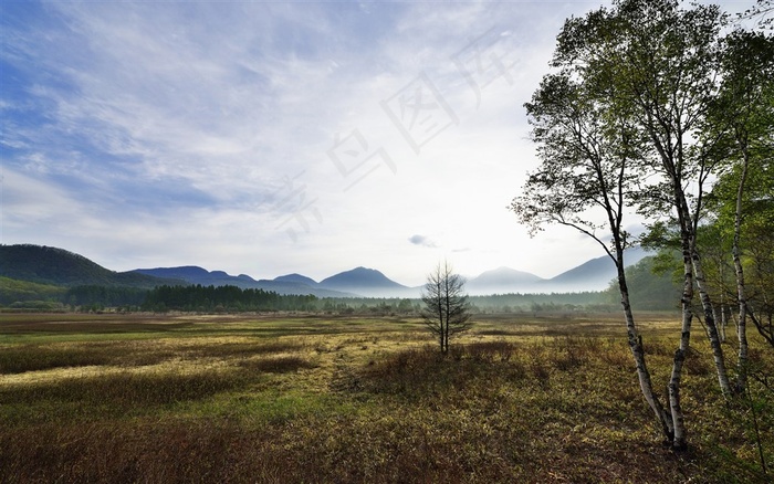 野外草原桦树风景图片