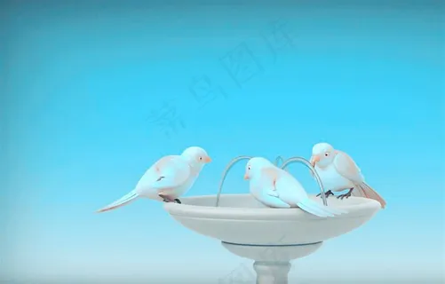 公园喷泉边的鸽子