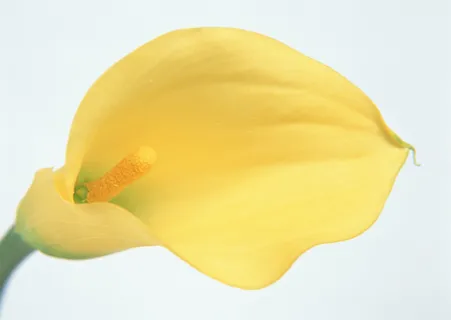 花朵一朵  花朵一朵